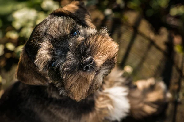 かわいいおもちゃSnauzer子犬で春の花の牧草地 — ストック写真