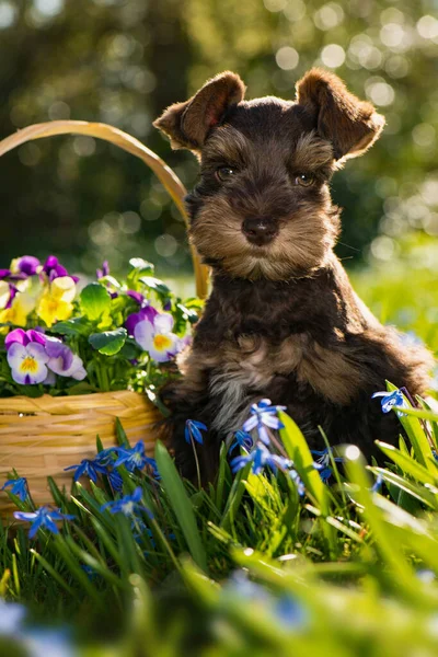 Cute Toy Snauzer Puppy Spring Flower Meadow — Zdjęcie stockowe