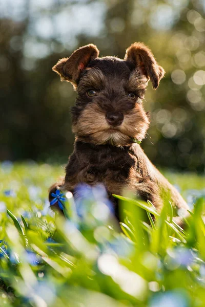 Bahar Çiçeği Çayırında Sevimli Oyuncak Köpek Yavrusu — Stok fotoğraf