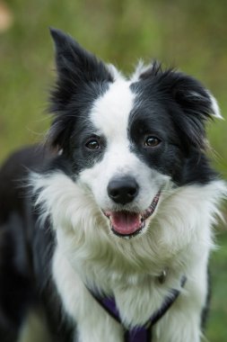 Border collie dog mahonia dalları arasında oturur