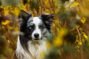 Border collie dog mahonia dalları arasında oturur