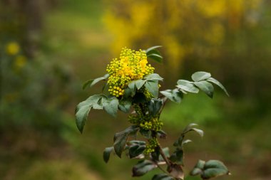 Bahar bahçesinde sarı çiçekli Ilex bitkisi