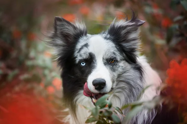 マホニアの枝の間にボーダーコリー犬が座っている — ストック写真