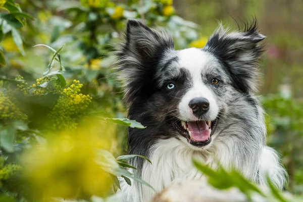 Border Collie Dog Sits Mahonia Branches — стоковое фото