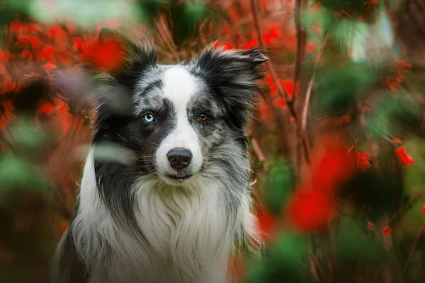 Border Collie Dog Sits Mahonia Branches — Stockfoto