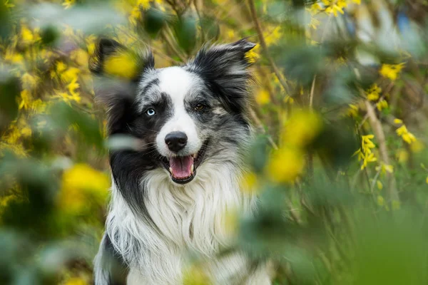 Border Collie Dog Sits Mahonia Branches — Foto Stock