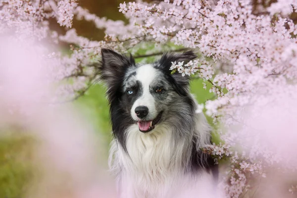 Border Collie Dog White Blossom Branches — Zdjęcie stockowe