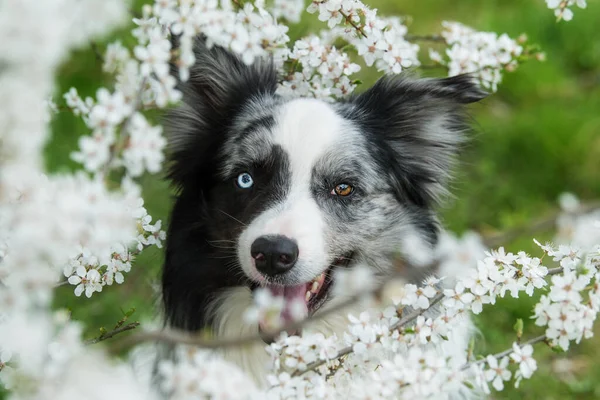 边境牧羊犬介于白花枝间 — 图库照片