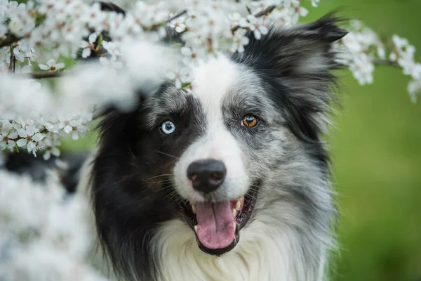 边境牧羊犬介于白花枝间 — 图库照片