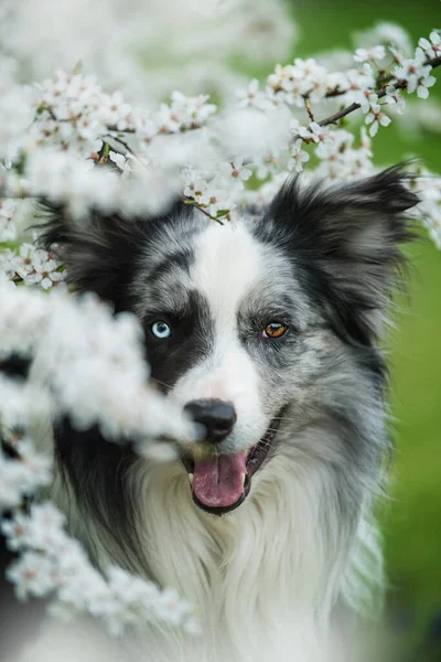白い花の枝の間のボーダーコリー犬 — ストック写真