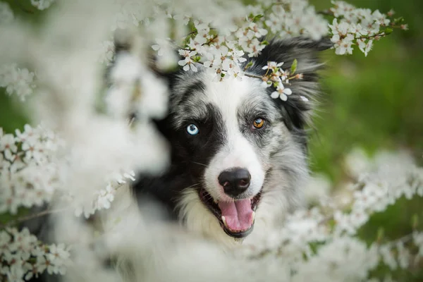 Border Collie Dog White Blossom Branches — Zdjęcie stockowe