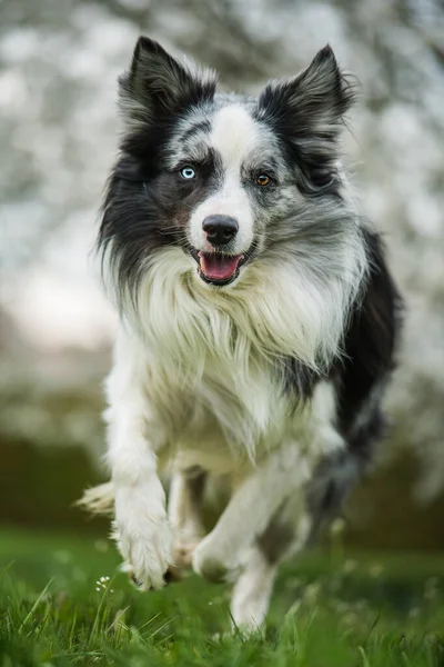 Border Collie Pies Między Gałęziami Białego Kwiatu — Zdjęcie stockowe