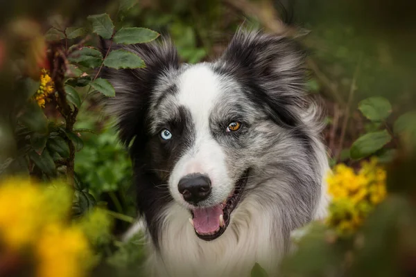 Anjing Penjaga Perbatasan Duduk Antara Cabang Mahonia — Stok Foto