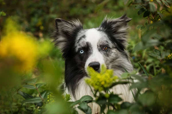 Border Collie Dog Sits Mahonia Branches — Stockfoto