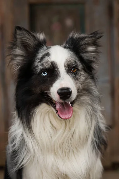 カメラを見て木製の背景を持つボーダーコリー犬 — ストック写真
