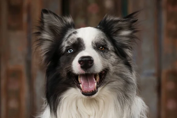 Rand Collie Hond Met Houten Achtergrond Zoek Naar Camera — Stockfoto