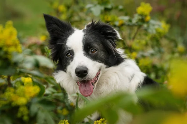 Border Collie Hund Sitzt Zwischen Mahoniazweigen — Stockfoto