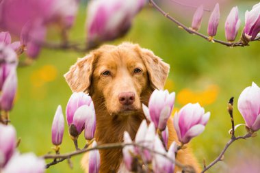 Manolya çiçekli bir köpek.
