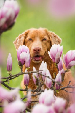 Manolya çiçekli bir köpek.