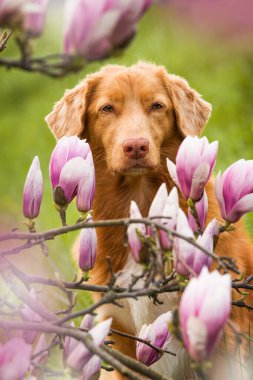 Manolya çiçekli bir köpek.