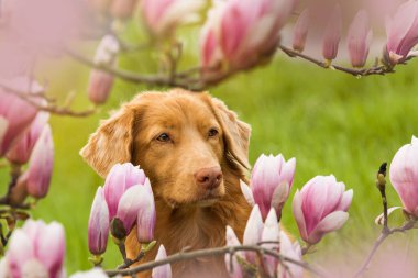 Manolya çiçekli bir köpek.
