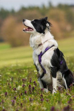 Doğası gereği genç bir çoban köpeği.