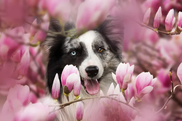 Собака Квітами Магнолії — стокове фото