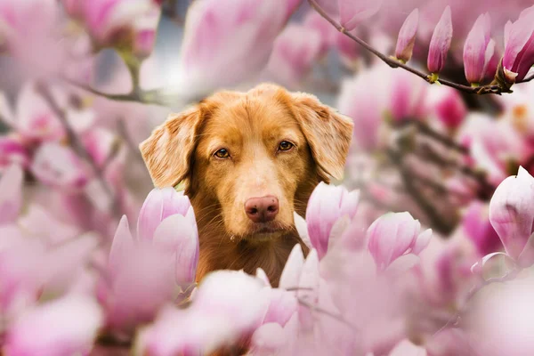 Hund Med Magnolia Blommor — Stockfoto