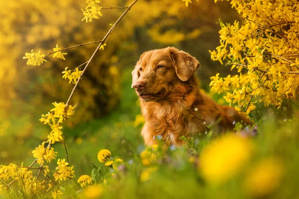 Renkli bir bahar çiçeği çayırında yatan köpek.