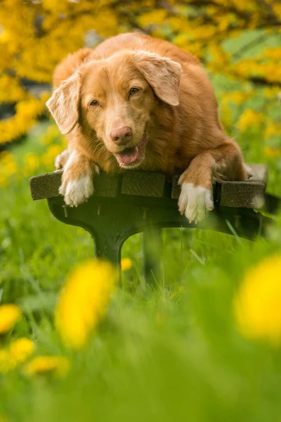 Pes Lavičce Parku Jaře Kvete — Stock fotografie