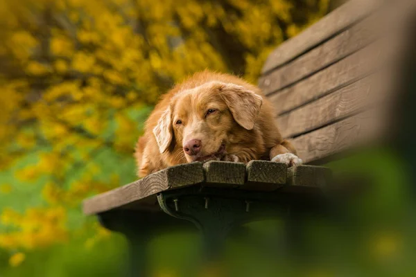 Dog Park Bench Springtime Blossoms — Fotografia de Stock