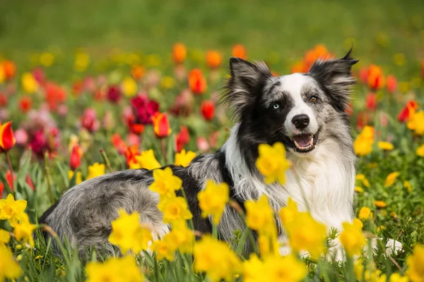 Vuxen Gräns Collie Hund Med Färgglada Tulpaner — Stockfoto