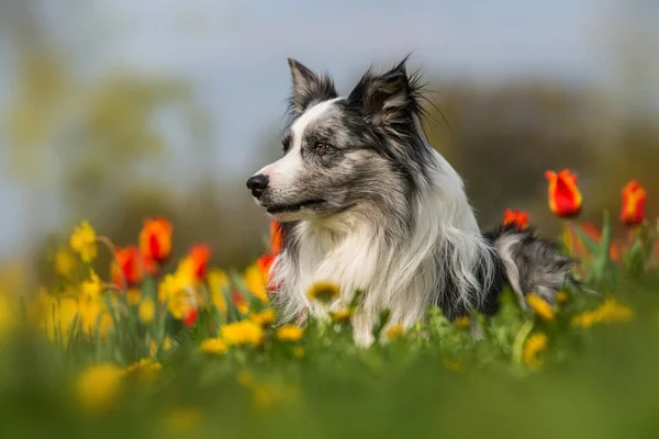 Vuxen Gräns Collie Hund Med Färgglada Tulpaner — Stockfoto