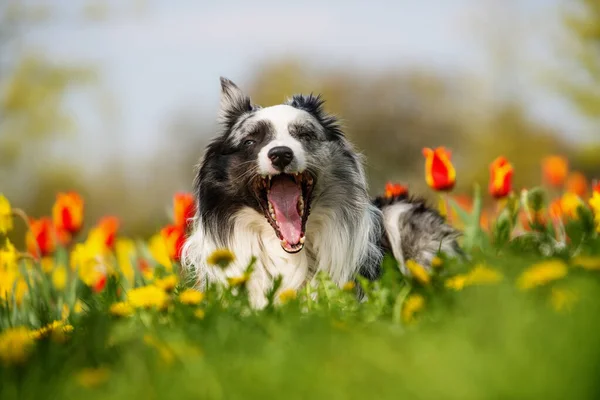 长有五彩缤纷郁金香的成年边境牧羊犬 — 图库照片