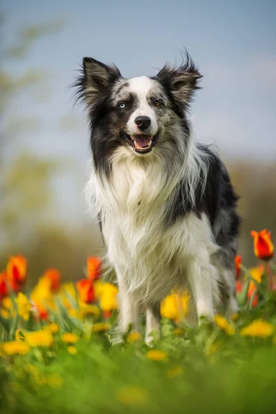 Adult Border Collie Dog Colorful Tulips — Stockfoto
