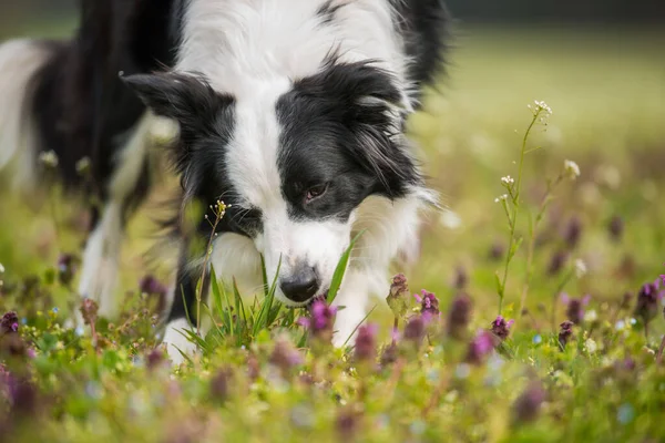 Young Border Collie Dog Nature Background — Stock Photo, Image