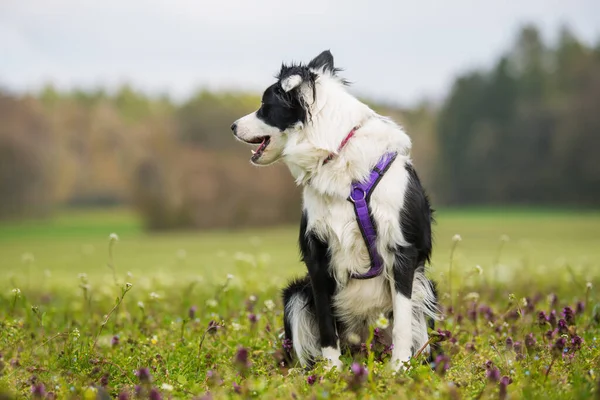 若いですボーダーコリー犬とともに自然背景 — ストック写真