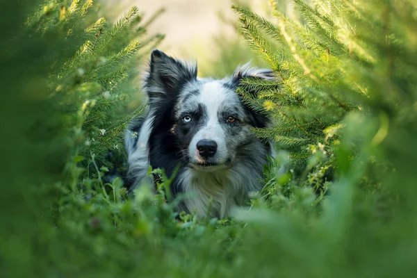 Cão Collie Fronteira Entre Pequenas Coníferas — Fotografia de Stock