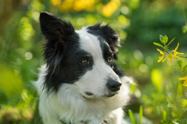 Jonge Border Collie Hond Met Natuur Achtergrond — Stockfoto