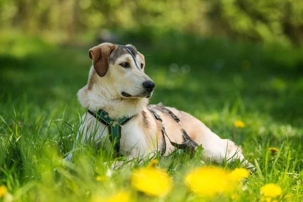 Smíšený Plemenný Pes Jarní Louce — Stock fotografie