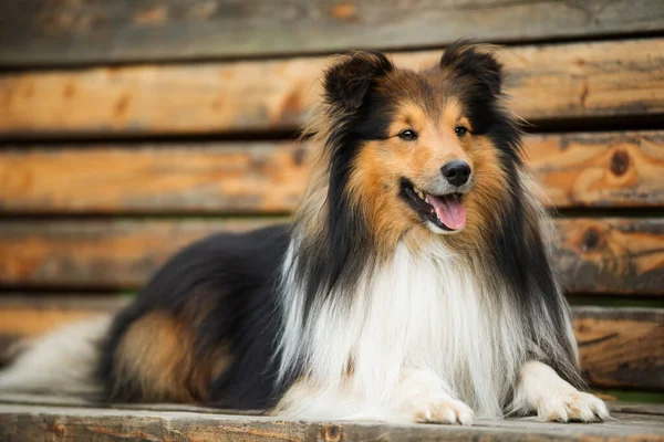 Sheltie Hund Liegt Auf Einer Parkbank — Stockfoto