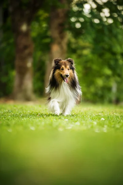 Correndo Cão Sheltie Prado — Fotografia de Stock