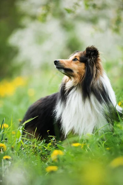 Shelie Cão Natureza Primavera — Fotografia de Stock