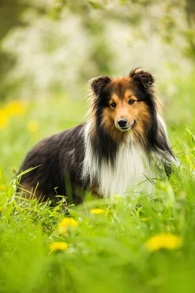 Sheltie Pies Wiosennej Łące Kwiat — Zdjęcie stockowe