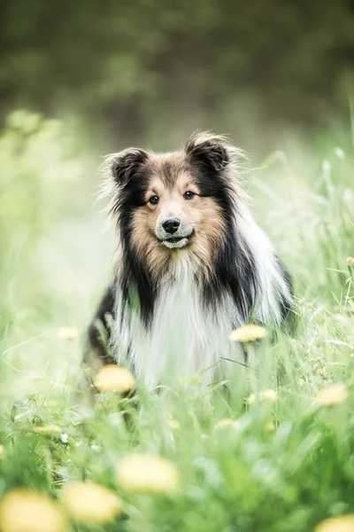 春の花の牧草地でシェルティー犬 — ストック写真