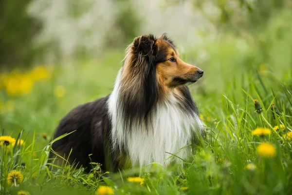 Sheltie Hund Einer Frühlingsblumenwiese — Stockfoto