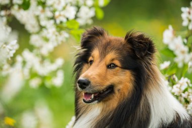 Bahar çiçekli çayırda Sheltie köpeği