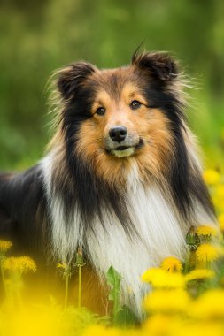 Bahar çiçekli çayırda Sheltie köpeği