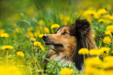 Bahar çiçekli çayırda Sheltie köpeği