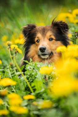Bahar çiçekli çayırda Sheltie köpeği